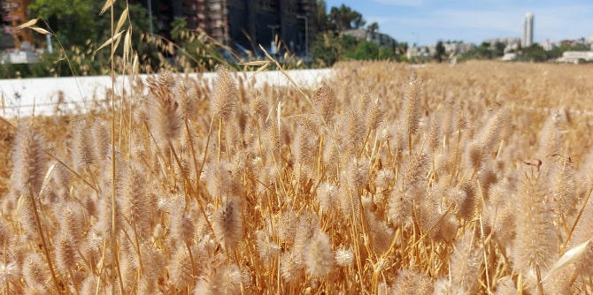 הגג החי בקיץ (צילום: עמיר בלבן)