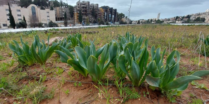 חצב מצוי (צילום: עמיר בלבן)