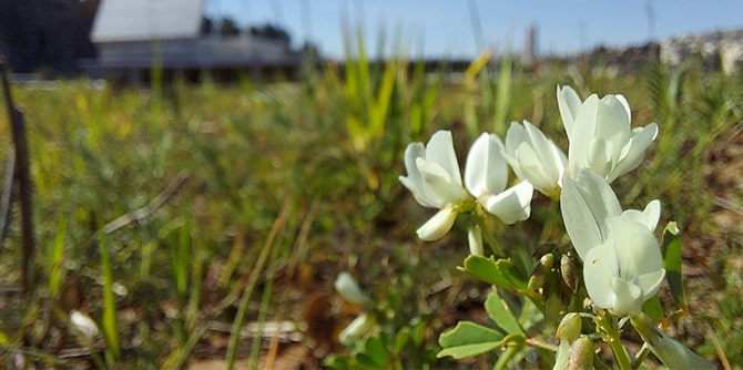(צילום: עמיר בלבן)