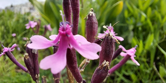  (צילום: עמיר בלבן)
