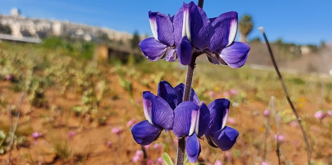 (צילום: עמיר בלבן)